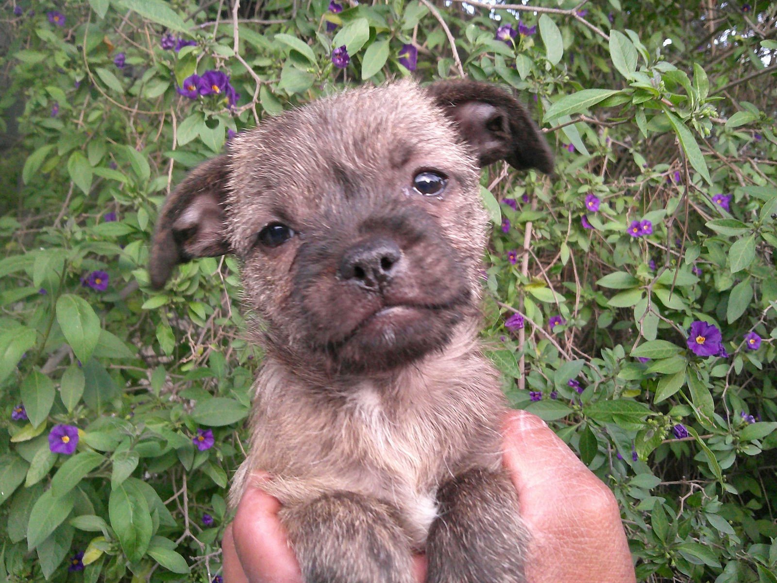 GABI - Pug / Terrier available for adoption