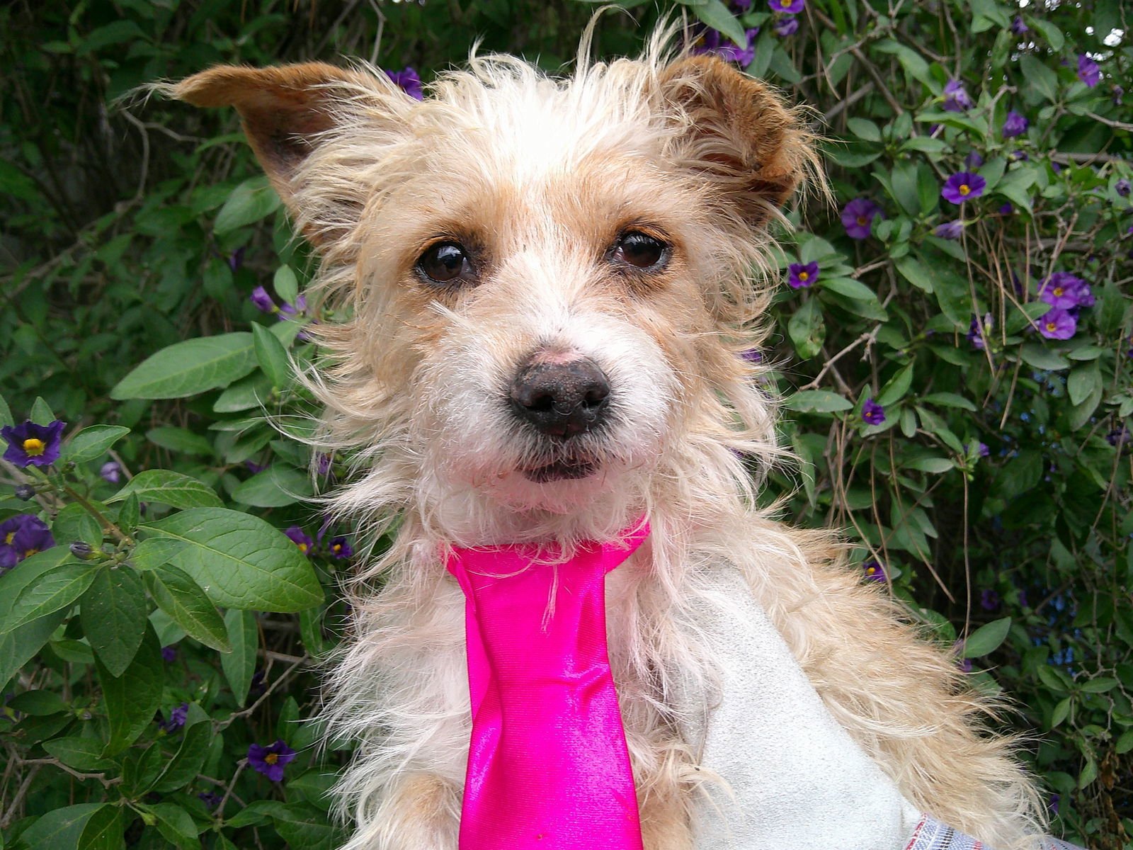 HONY. - Terrier / Dachshund available for adoption