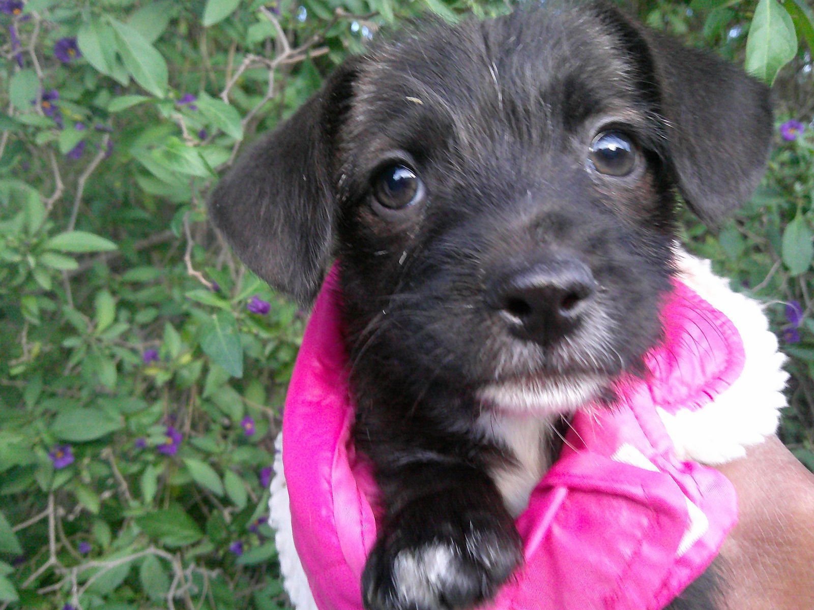 BELLAA - Terrier / Miniature Schnauzer available for adoption