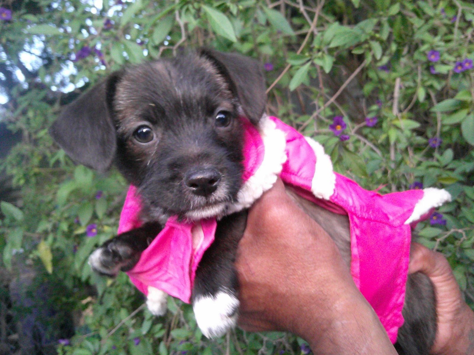 BELLAA - Terrier / Miniature Schnauzer available for adoption