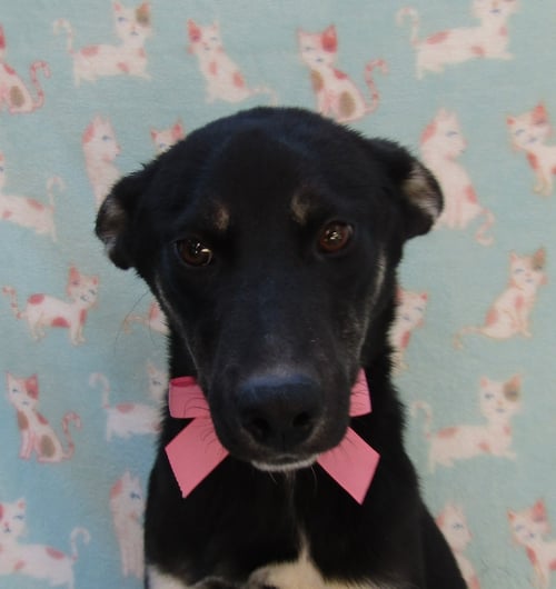 BABY2,, - Spaniel / Labrador Retriever available for adoption