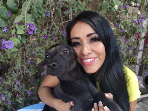 JAGUARM - Black Labrador Retriever available for adoption