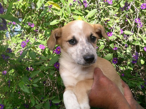 SUZYY - Terrier / Labrador Retriever available for adoption