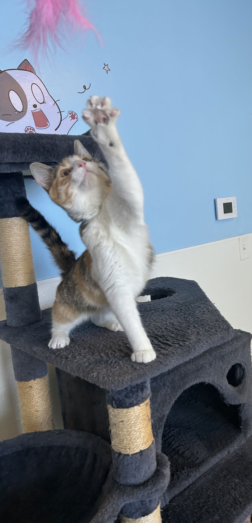 FIESTY - Domestic Short Hair available for adoption