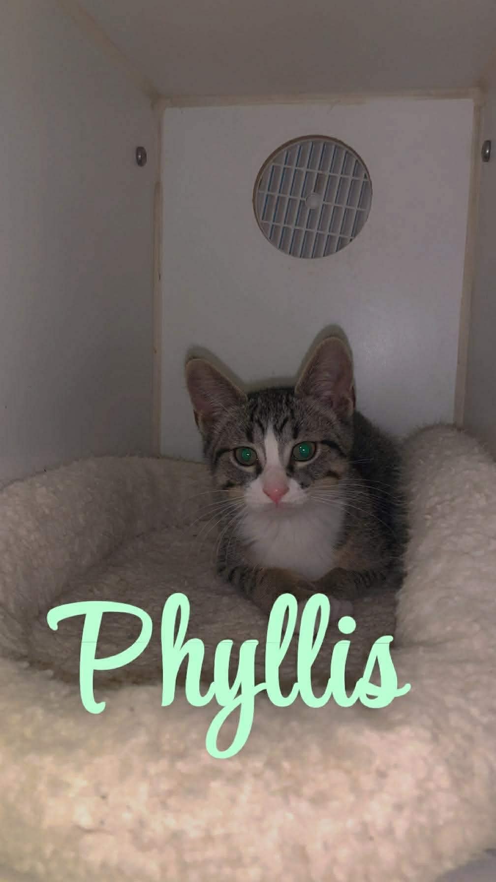 PHYLLIS - Domestic Short Hair available for adoption