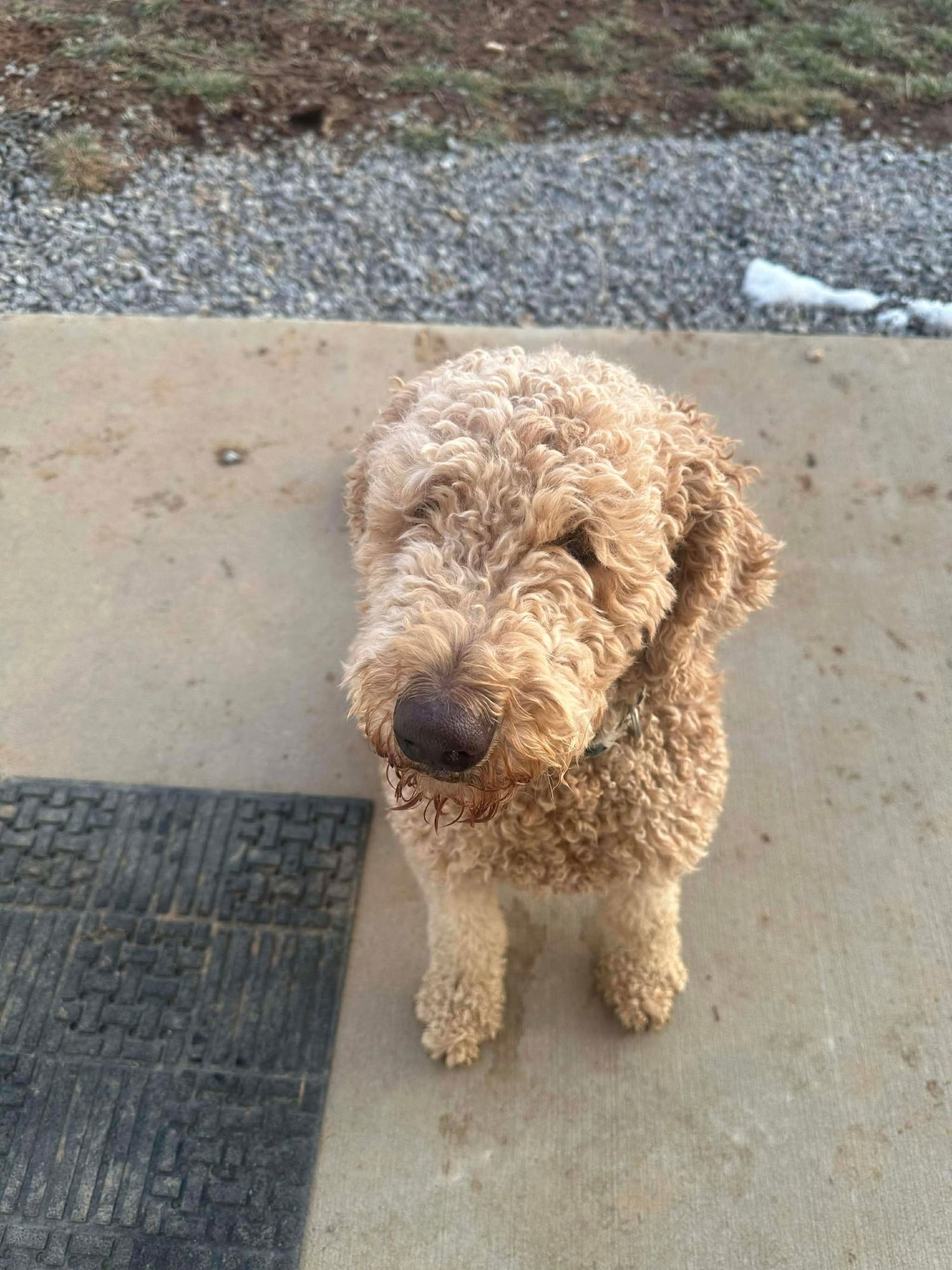 BRAX - Poodle (unknown type) / Labrador Retriever available for adoption