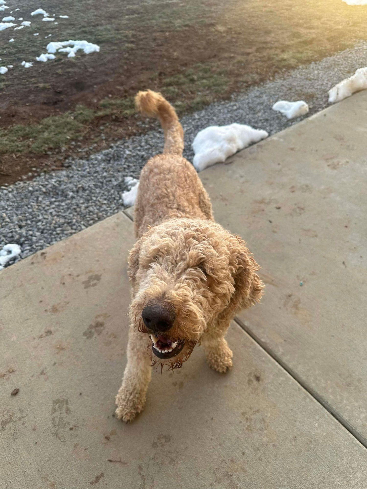 BRAX - Poodle (unknown type) / Labrador Retriever available for adoption
