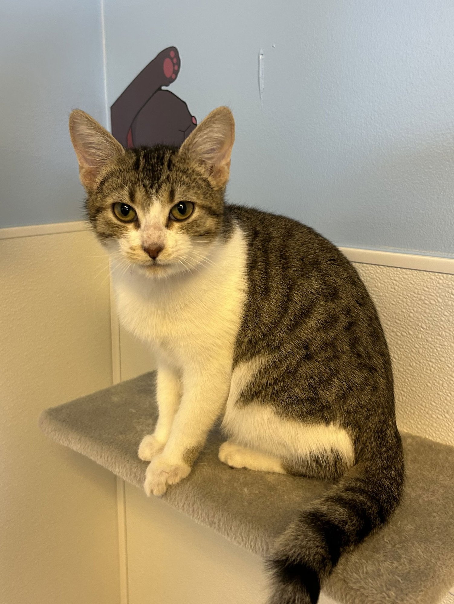 EGGROLL - Domestic Short Hair available for adoption