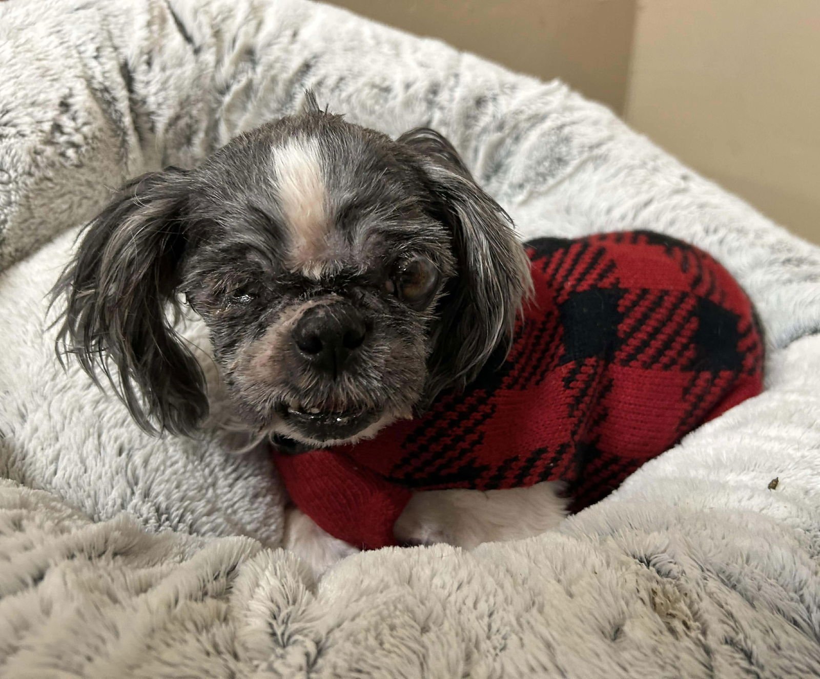 CHAUNCY - Shih Tzu available for adoption