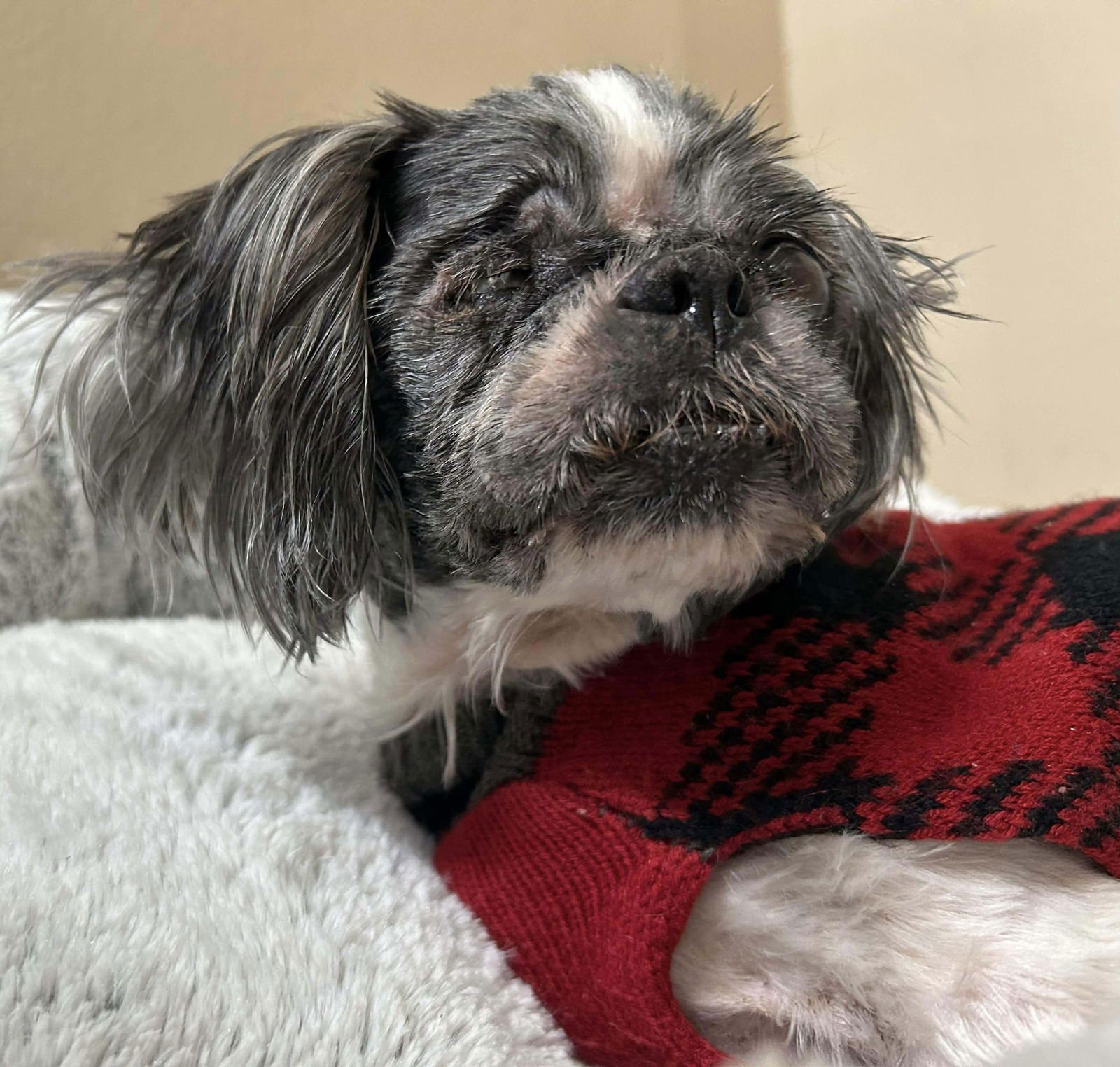 CHAUNCY - Shih Tzu available for adoption