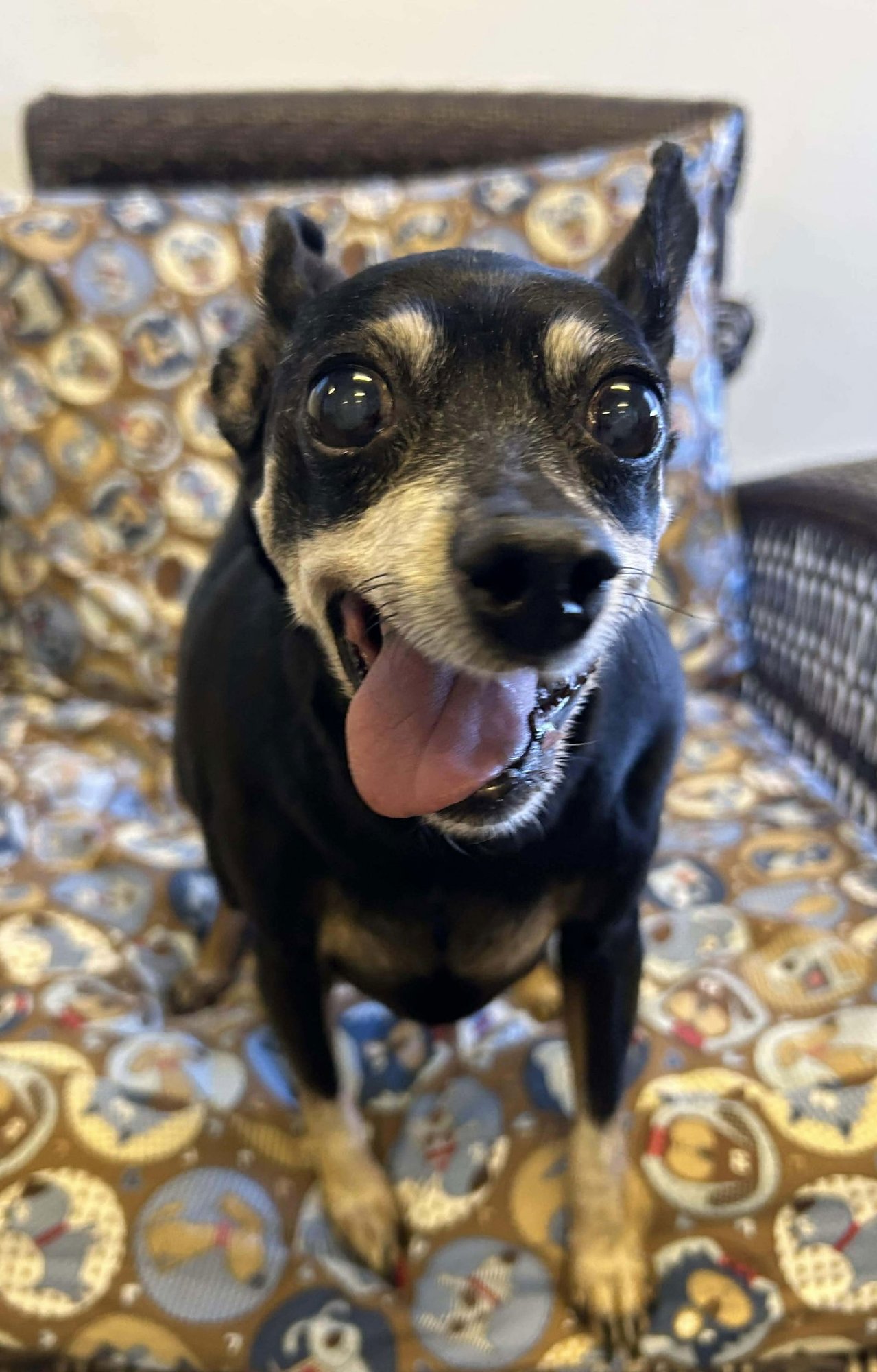 WILLOW - Miniature Pinscher available for adoption