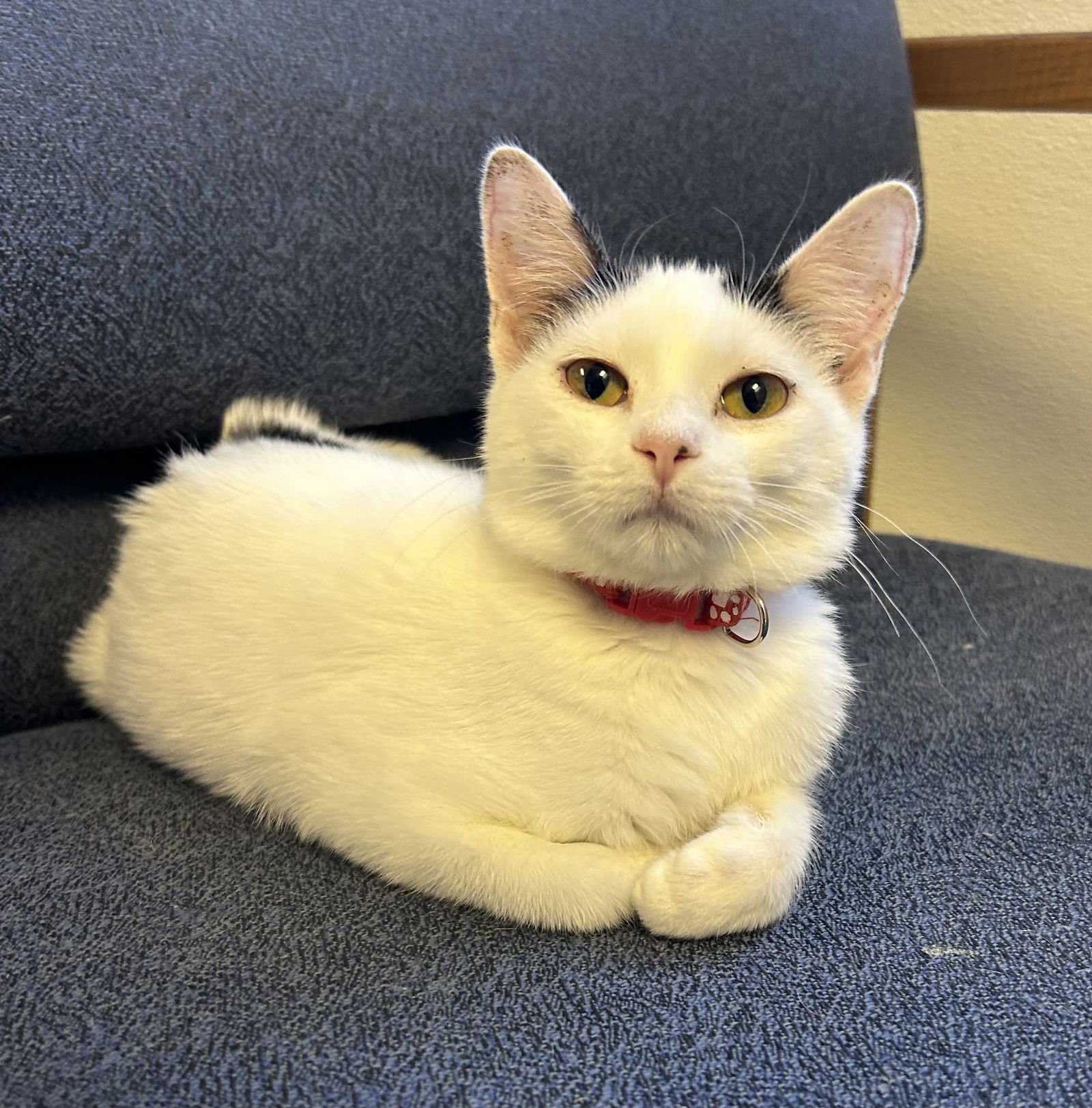 PAM - Domestic Short Hair available for adoption