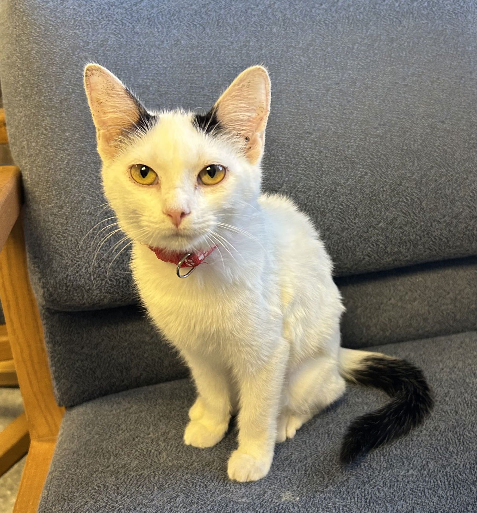 PAM - Domestic Short Hair available for adoption