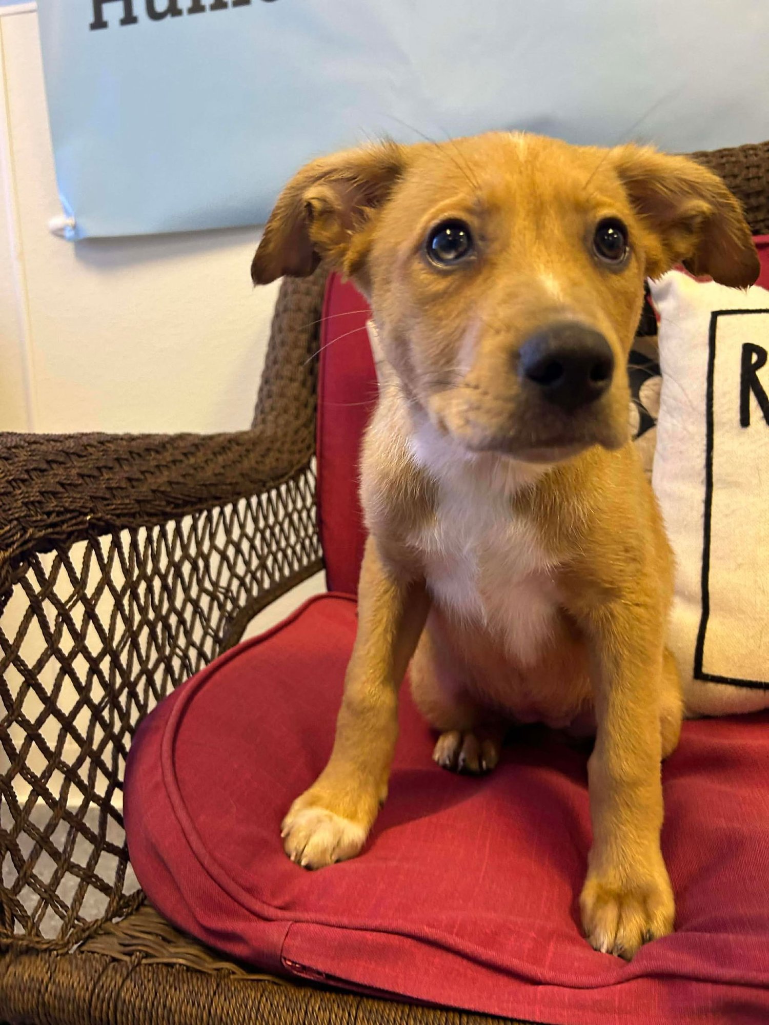 GABBIE - Australian Cattle Dog/Blue Heeler available for adoption