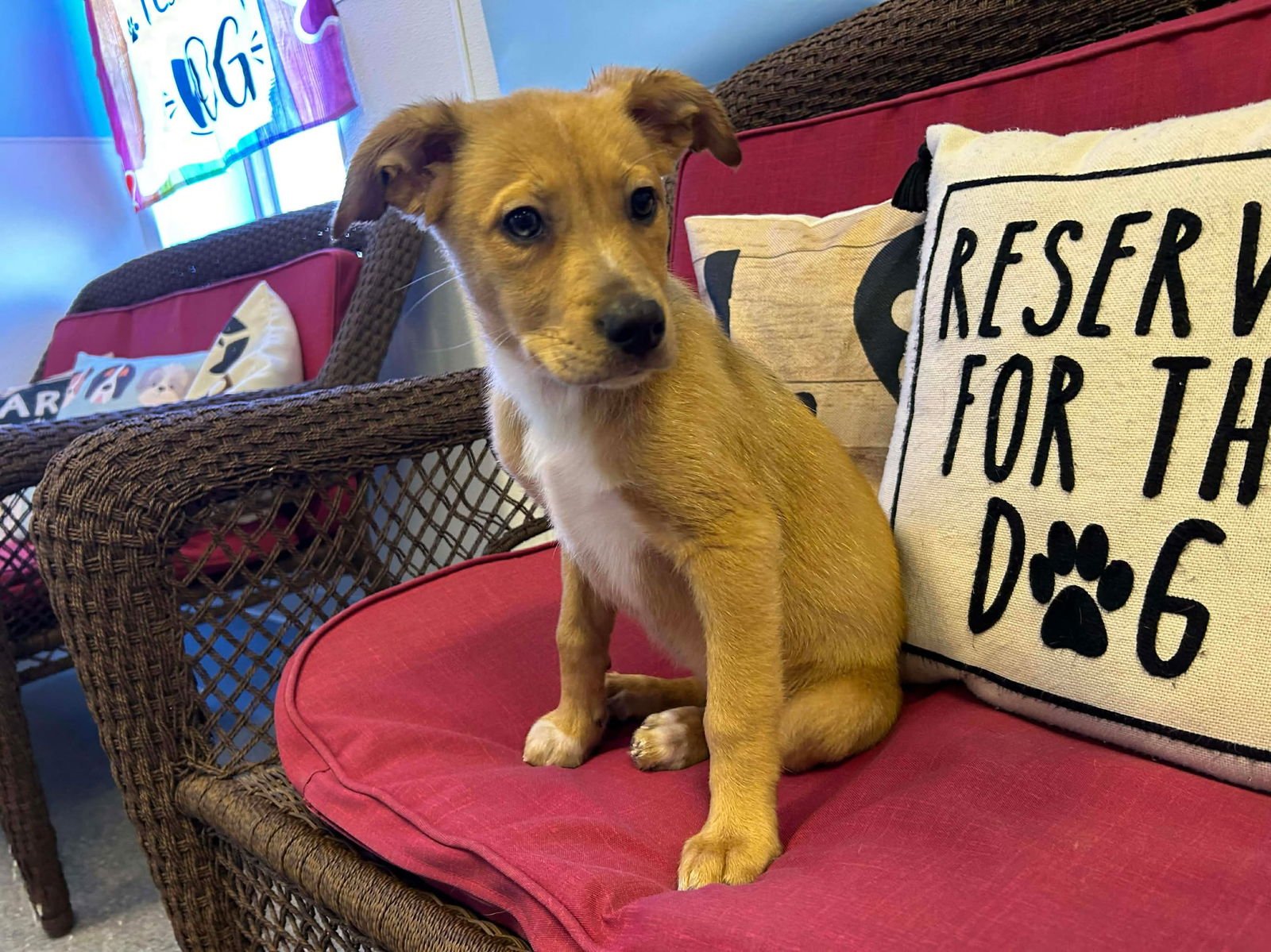 GABBIE - Australian Cattle Dog/Blue Heeler available for adoption