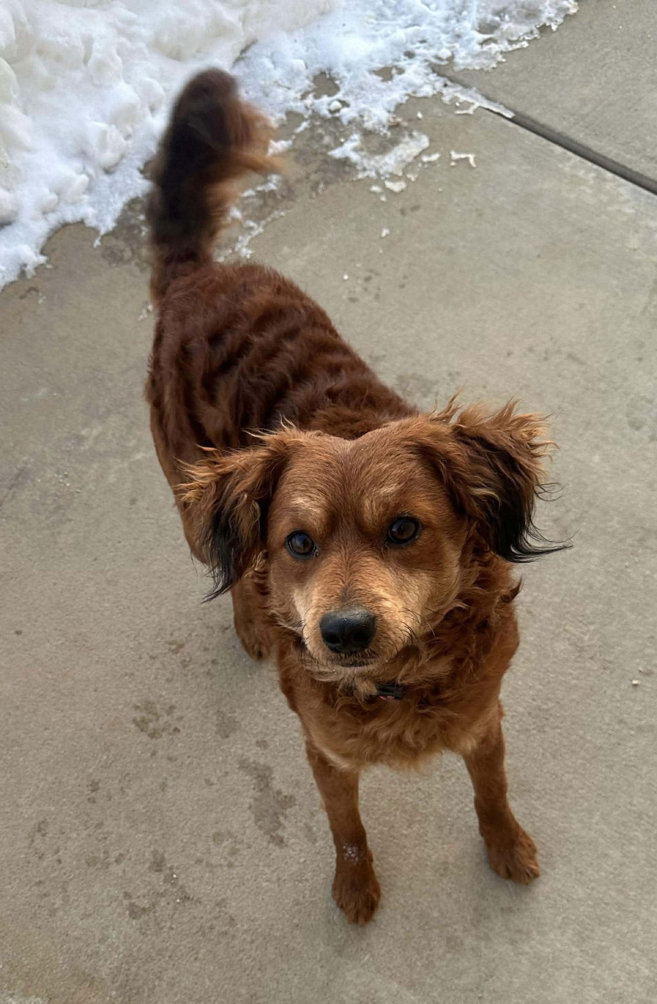 RIVER - Spaniel available for adoption