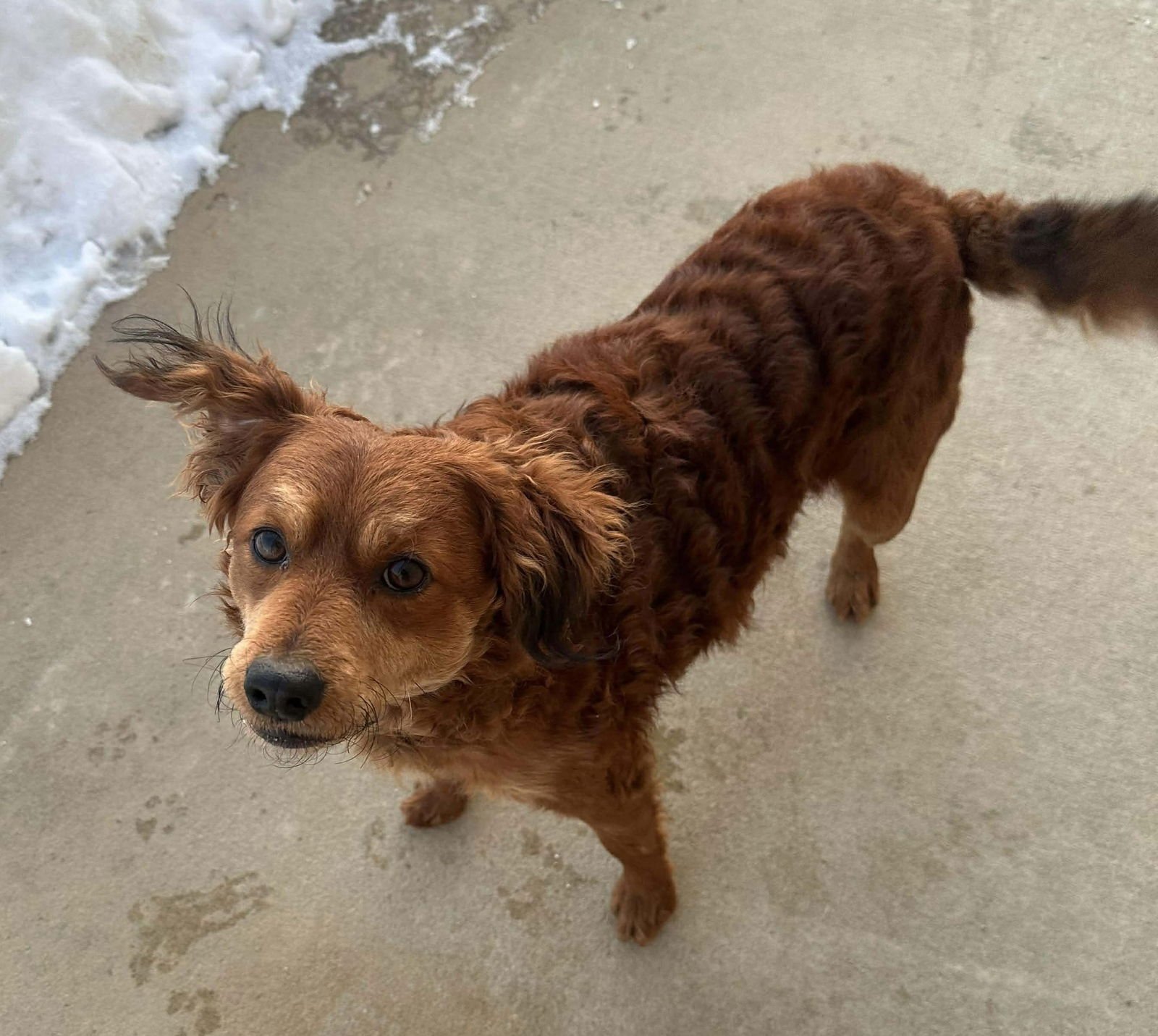 RIVER - Spaniel available for adoption