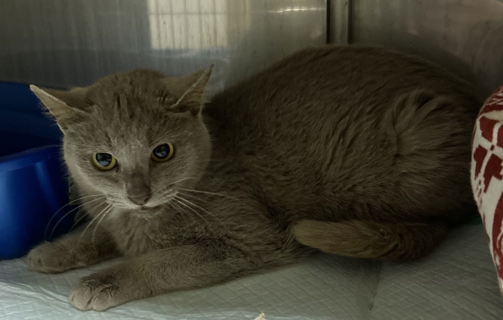 STREET CAR - Domestic Short Hair available for adoption