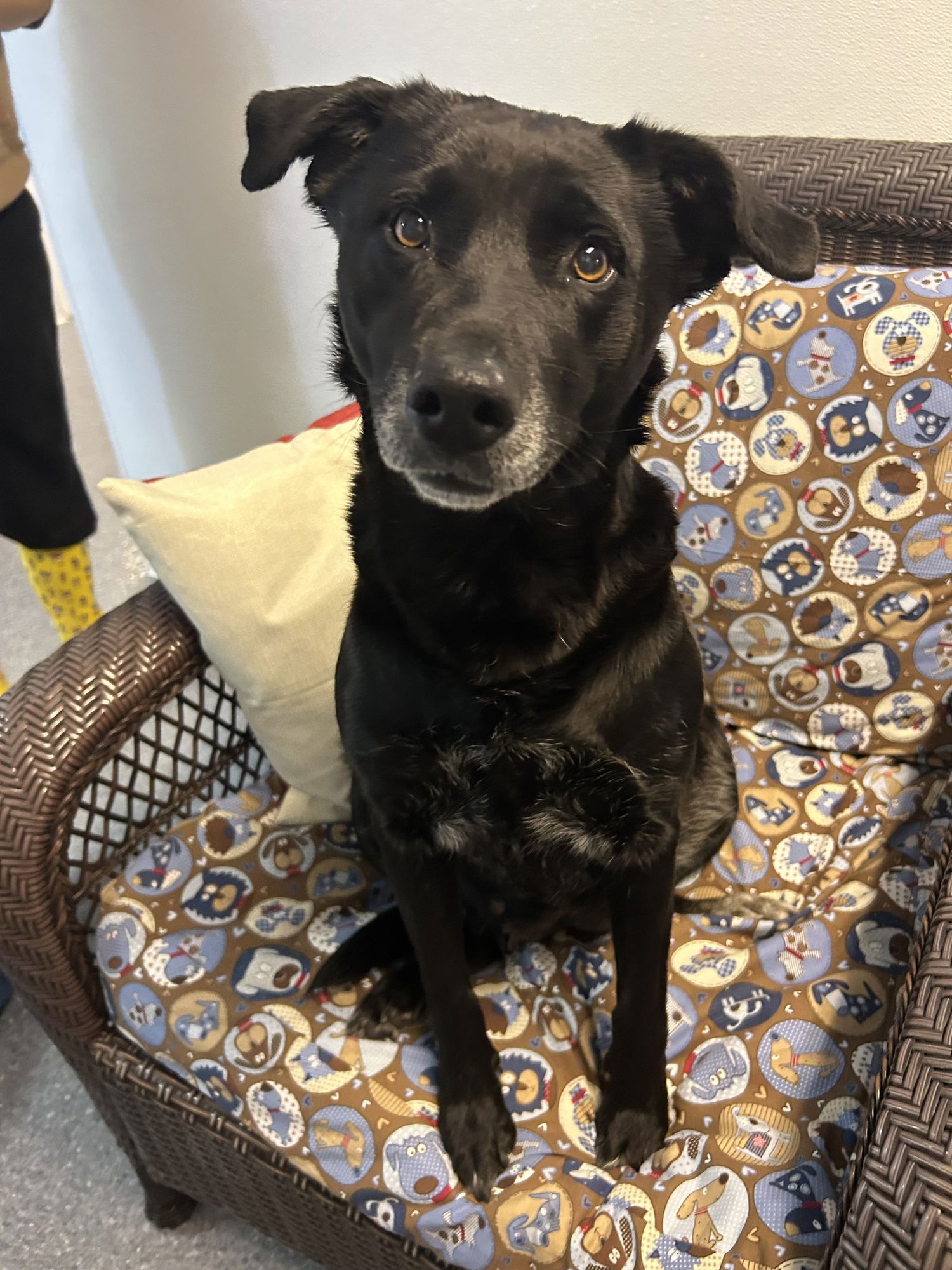 LACEY - Labrador Retriever available for adoption