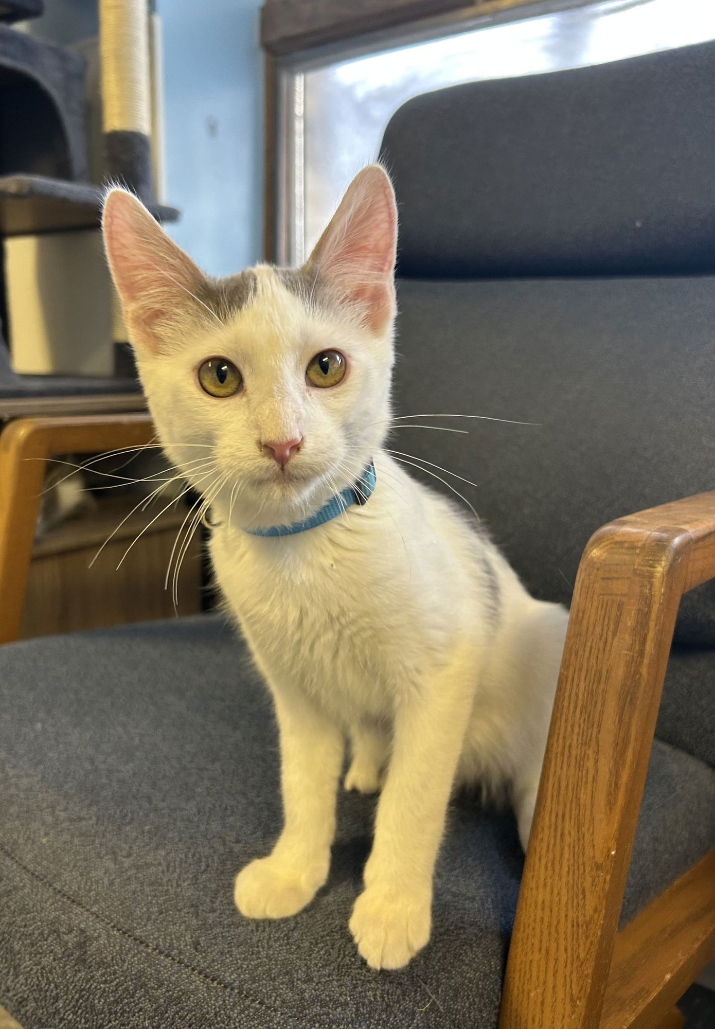 PUMA - Domestic Short Hair available for adoption