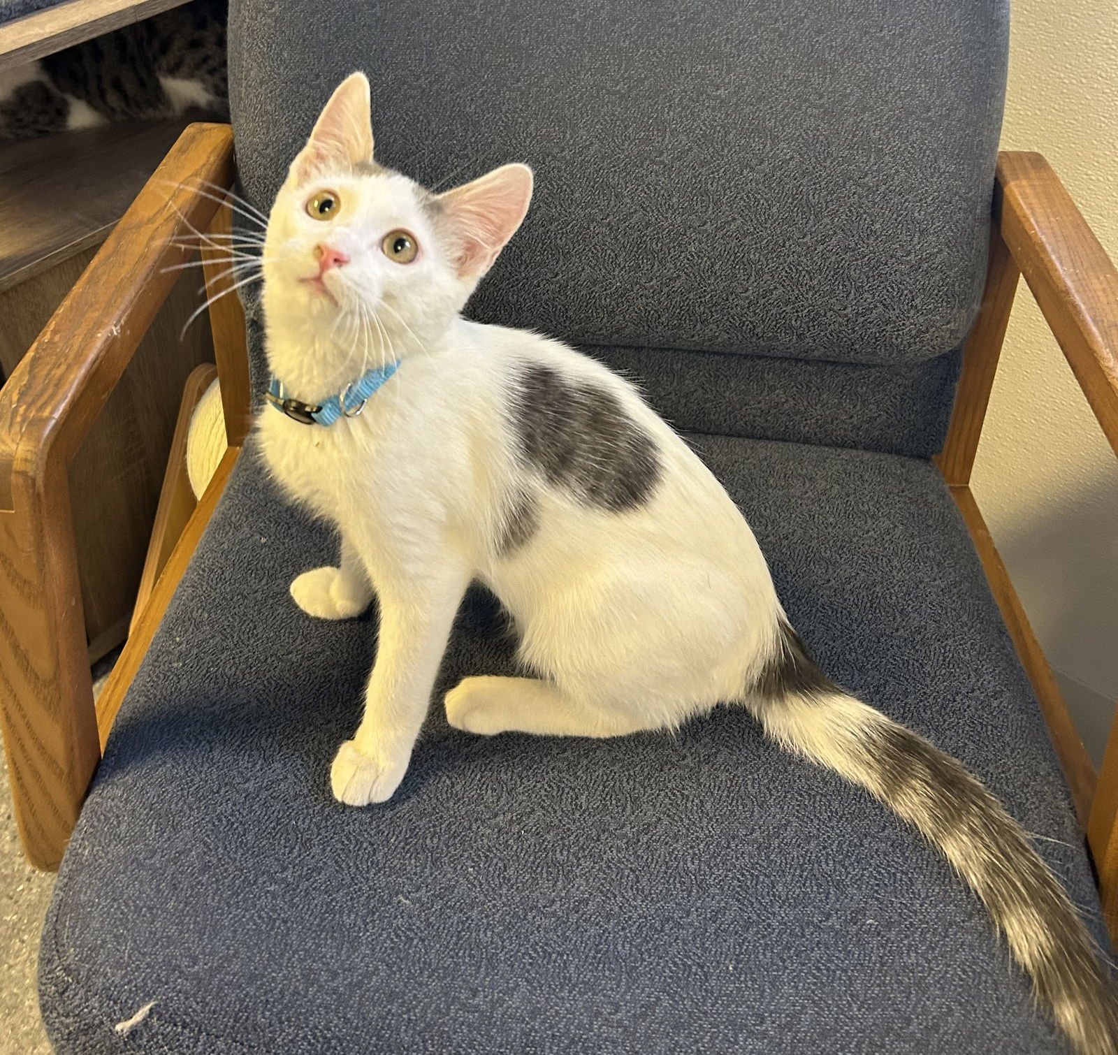 PUMA - Domestic Short Hair available for adoption