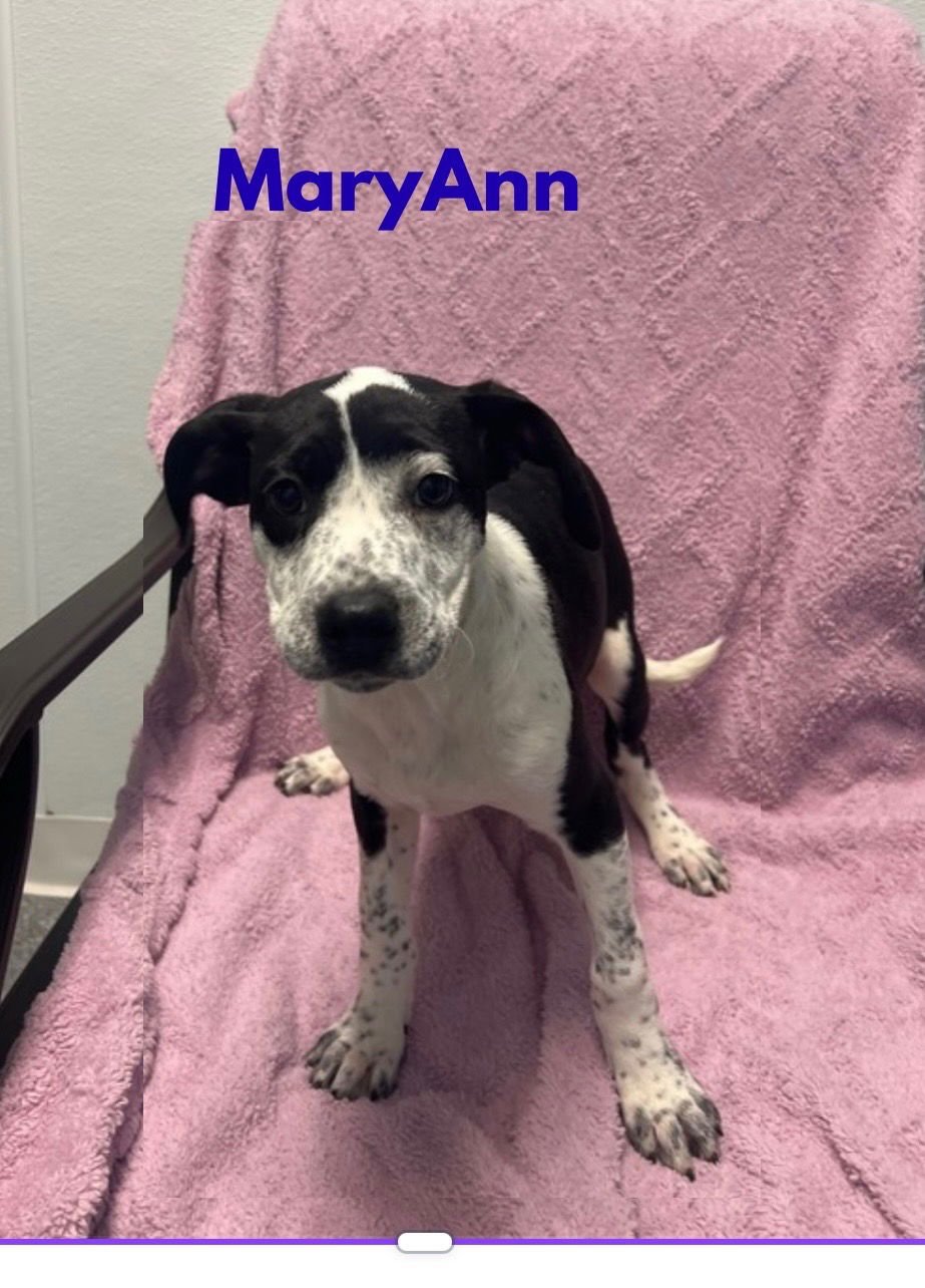 MARY ANN - Catahoula Leopard Dog / Boxer available for adoption