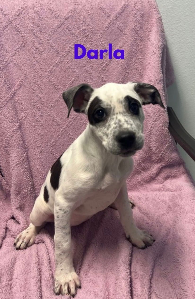 DARLA - Catahoula Leopard Dog / Boxer available for adoption