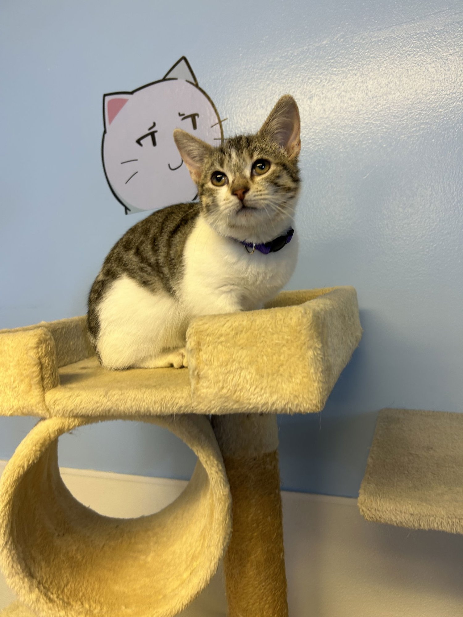 WONTON - Domestic Short Hair available for adoption