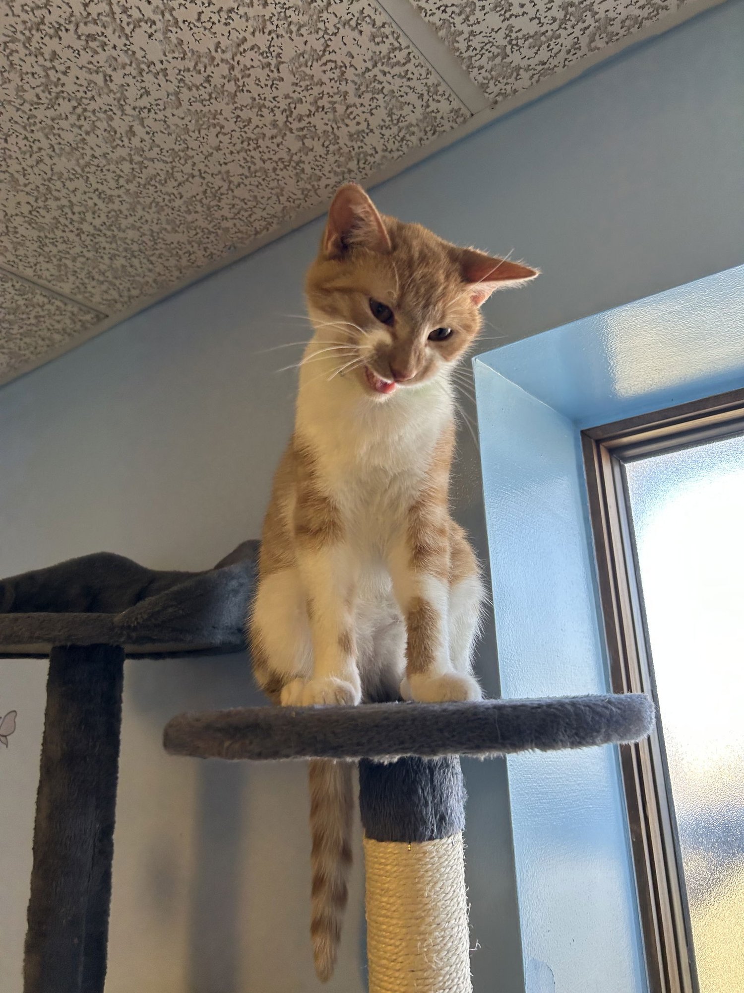 JOJO - Domestic Short Hair available for adoption