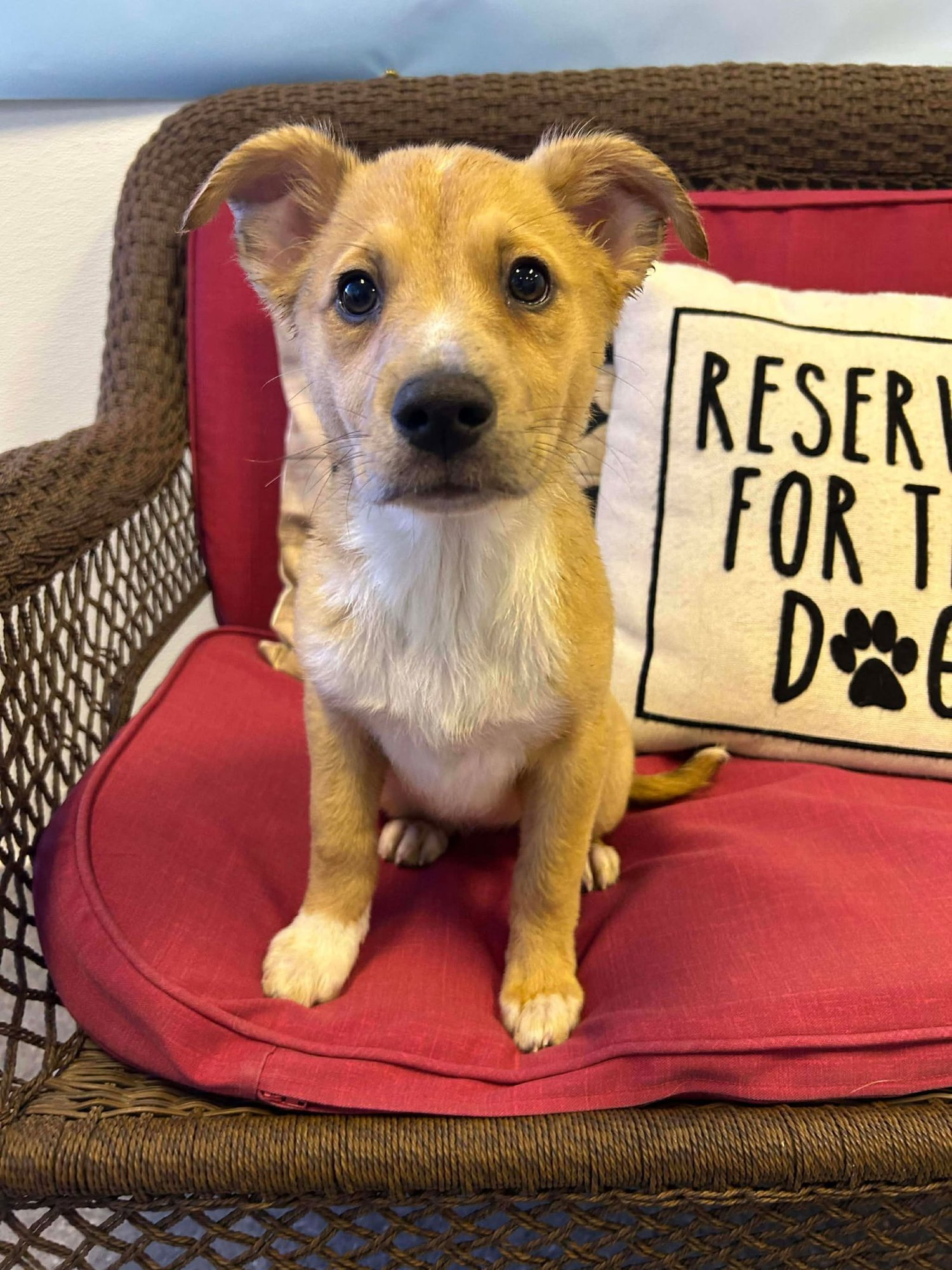 GOLDIE - Australian Cattle Dog/Blue Heeler available for adoption