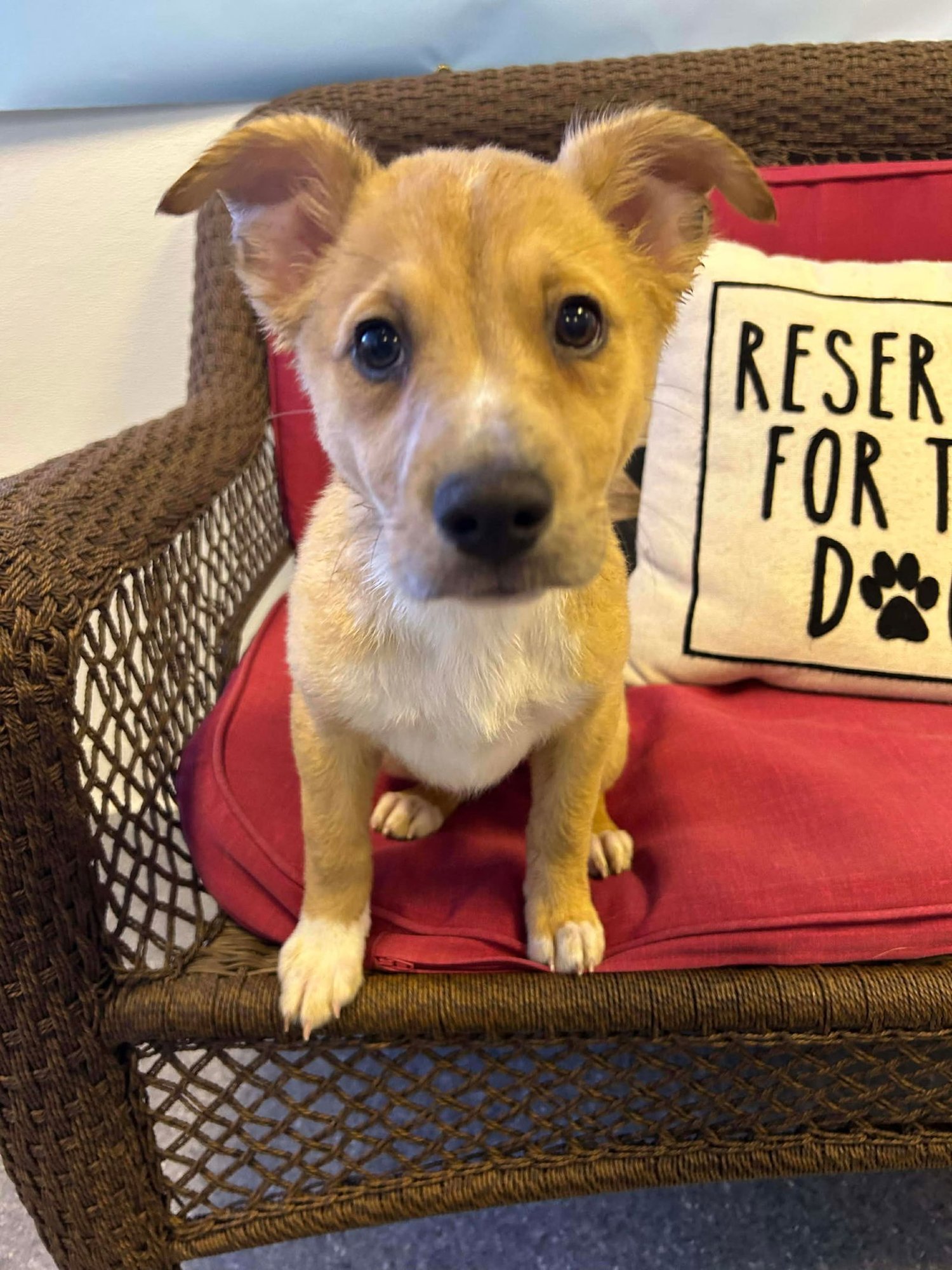 GOLDIE - Australian Cattle Dog/Blue Heeler available for adoption