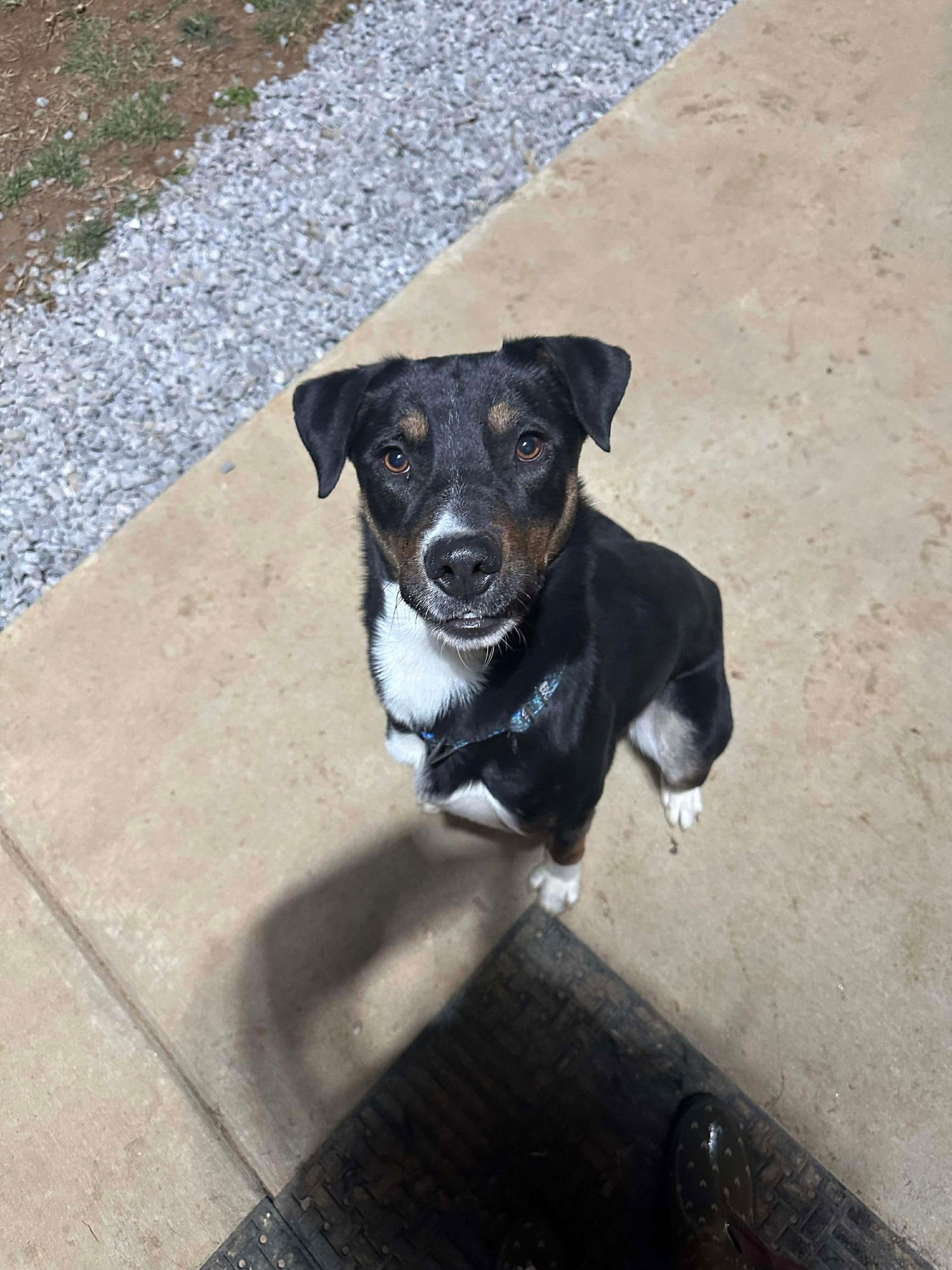 JACK - Labrador Retriever available for adoption