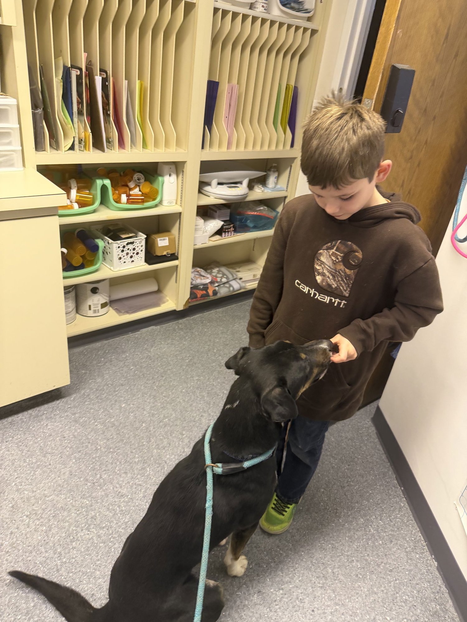 JACK - Labrador Retriever available for adoption