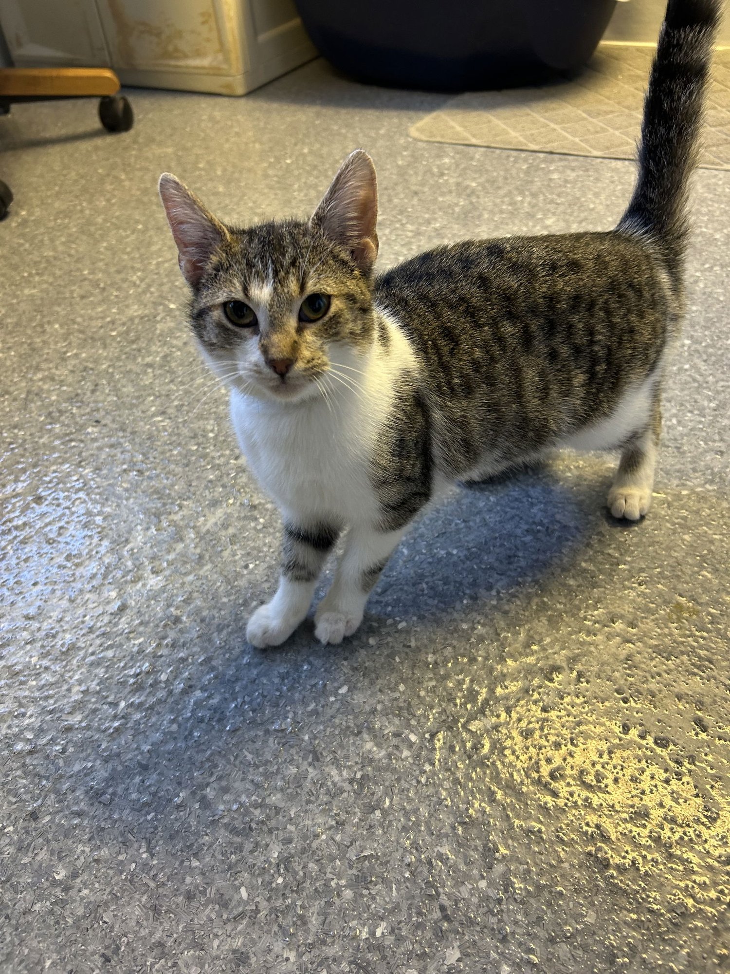 CHOW MEIN - Domestic Short Hair available for adoption