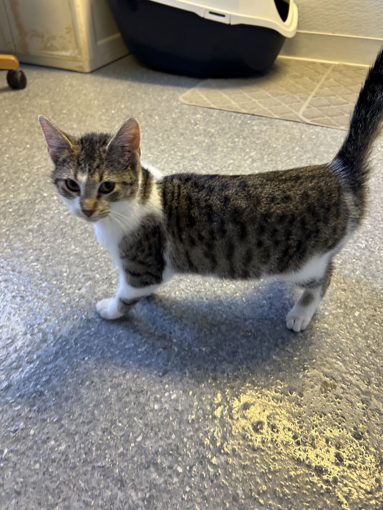 CHOW MEIN - Domestic Short Hair available for adoption