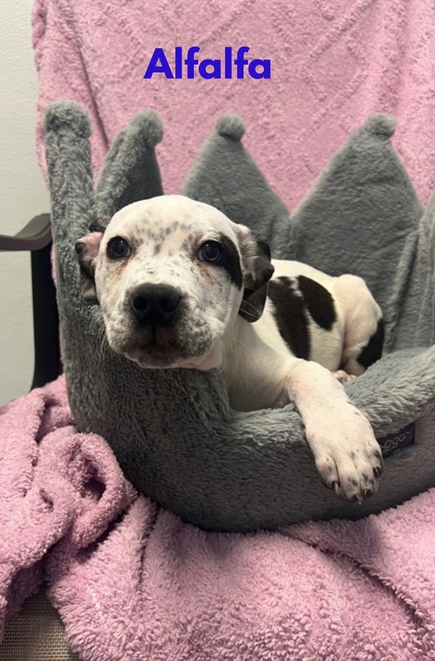 ALFALFA - Catahoula Leopard Dog / Boxer available for adoption