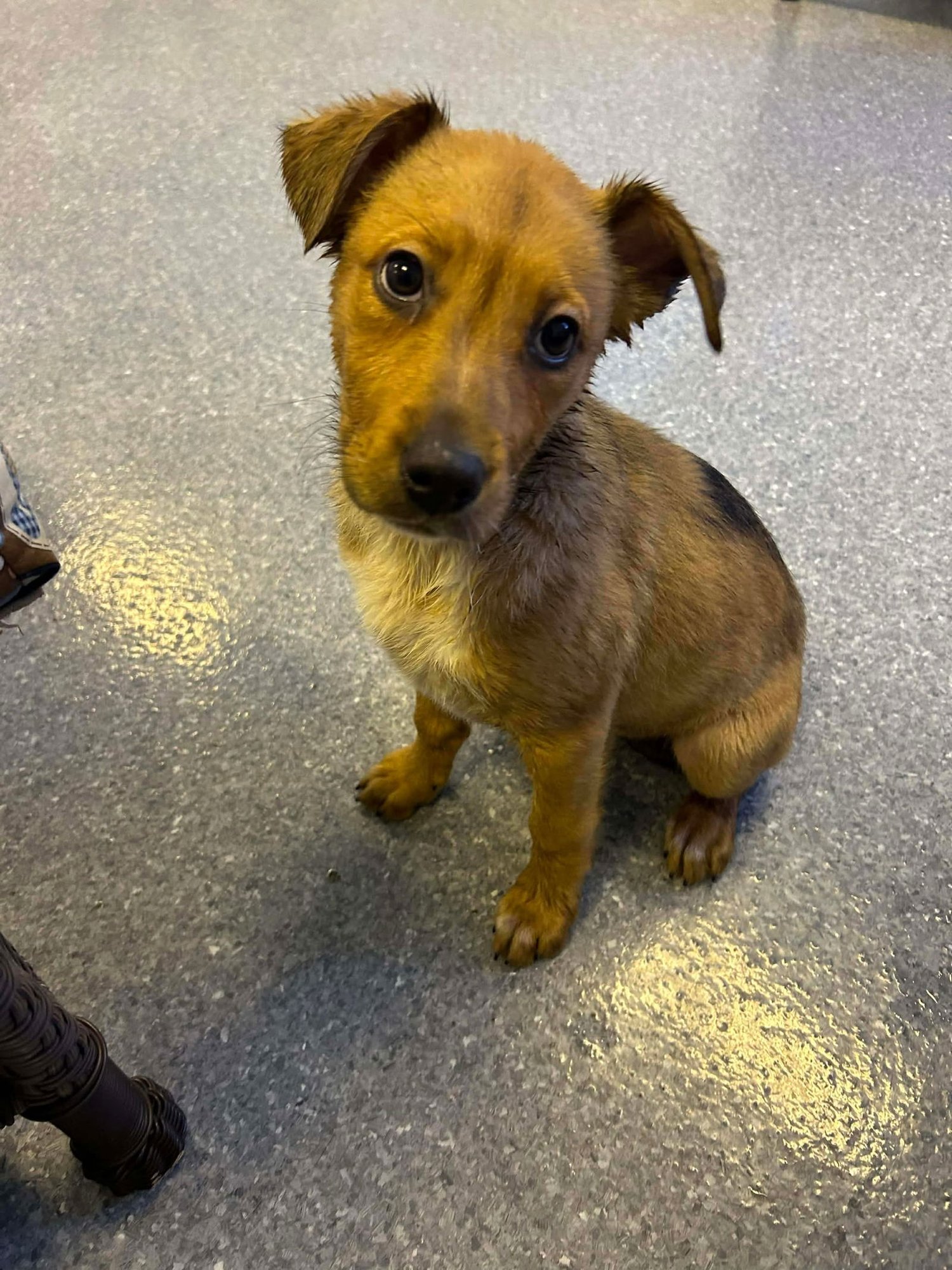 GINGER - Australian Cattle Dog/Blue Heeler available for adoption