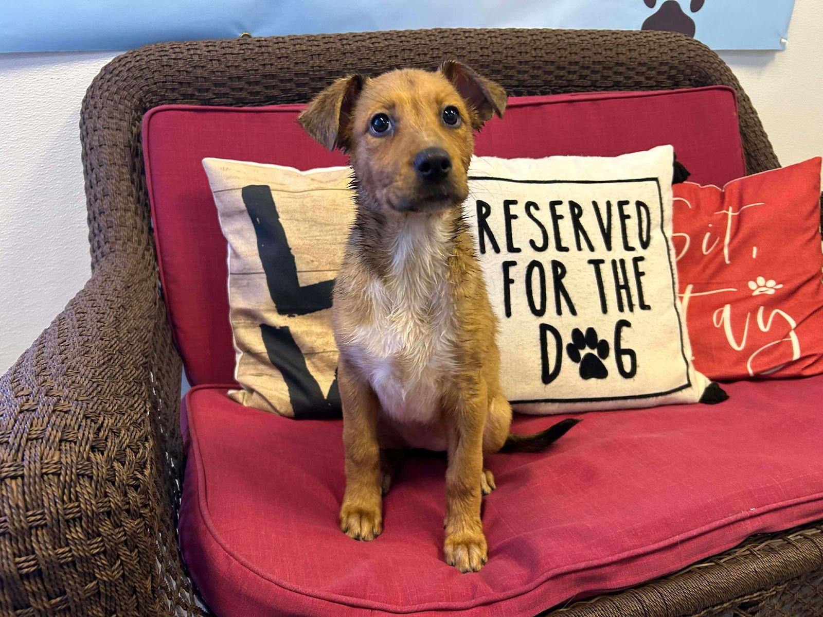 GINGER - Australian Cattle Dog/Blue Heeler available for adoption