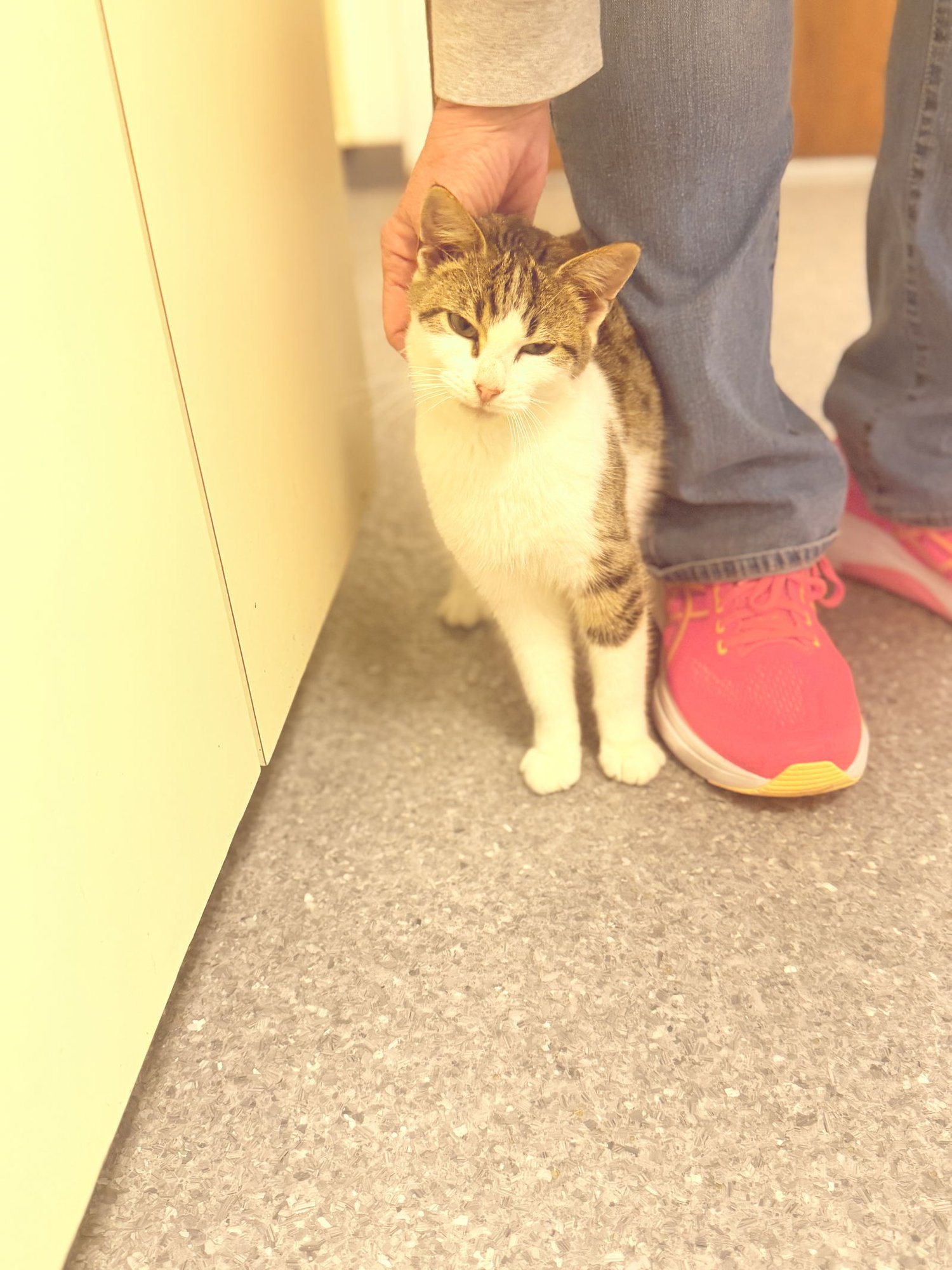 BOBBY - Domestic Short Hair available for adoption