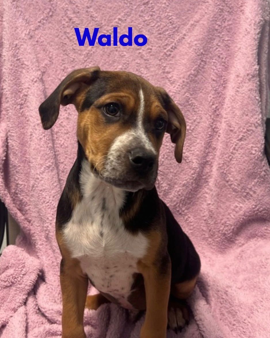 WALDO - Catahoula Leopard Dog / Boxer available for adoption