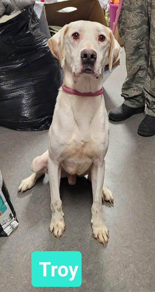 TROY - Hound / Labrador Retriever available for adoption