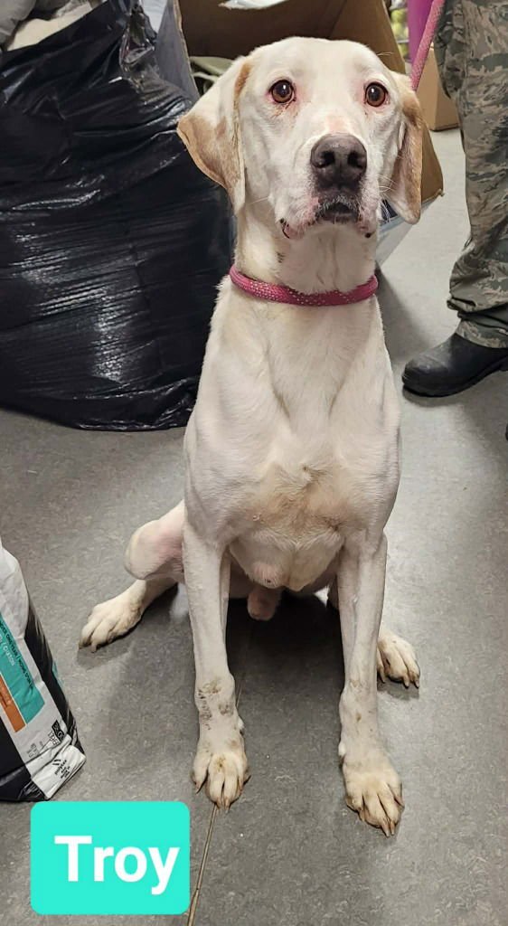 TROY - Hound / Labrador Retriever available for adoption