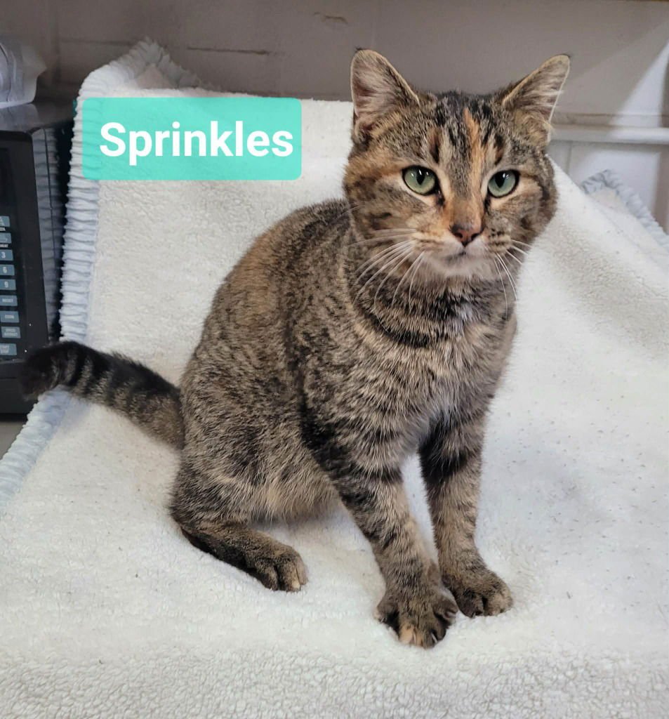 SPRINKLES - Domestic Short Hair available for adoption