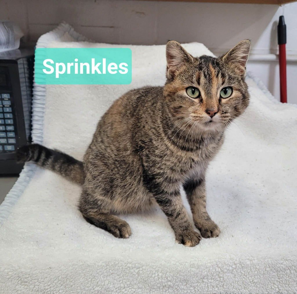 Sprinkles - Photo 3