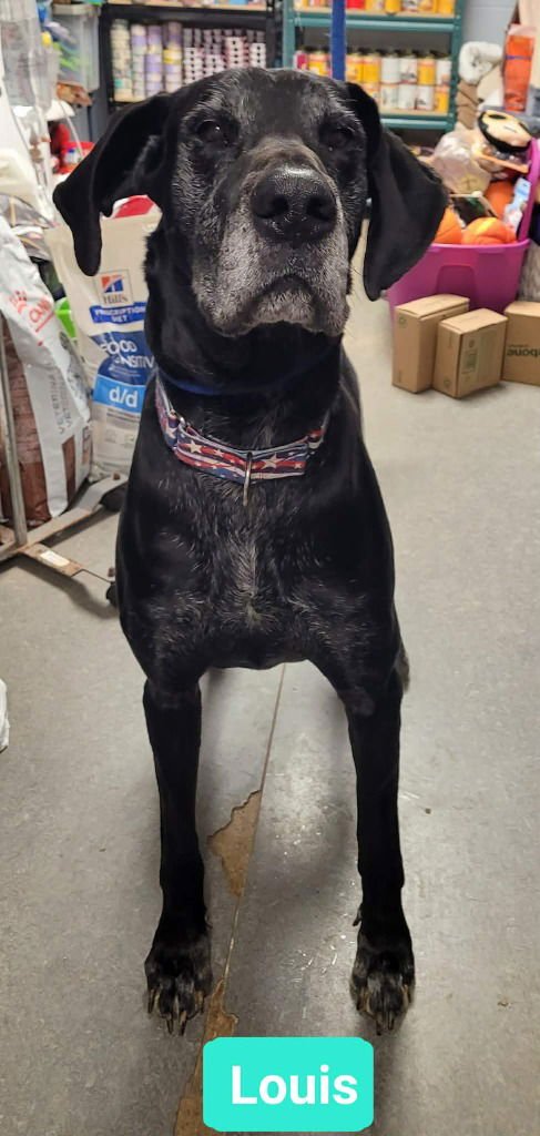 LOUIS - Great Dane available for adoption