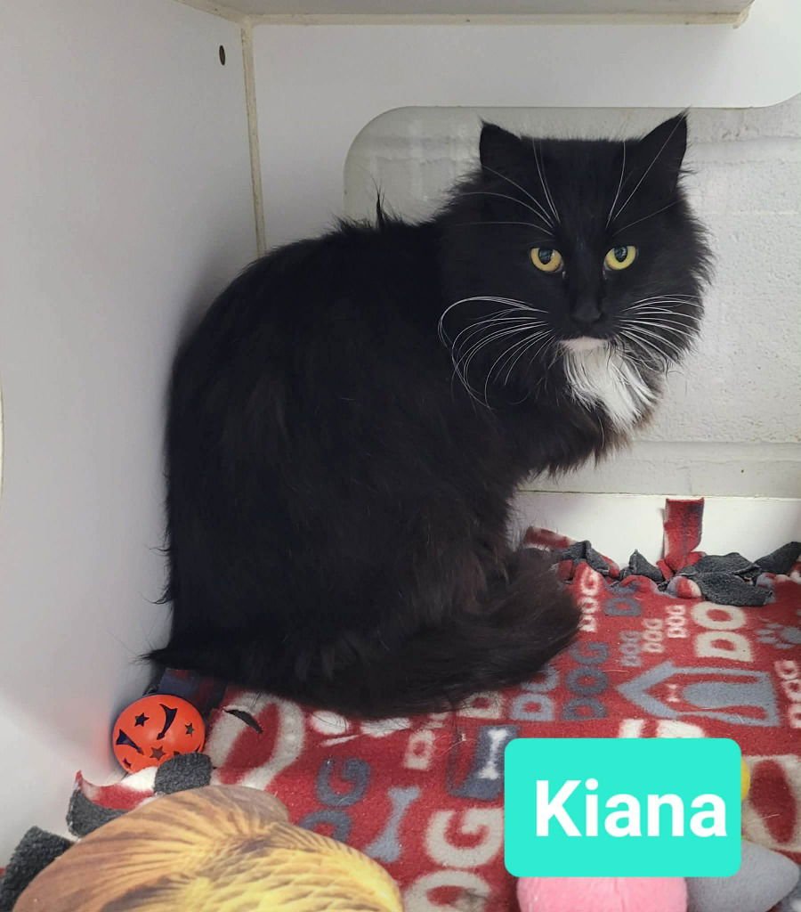 KIANA - Domestic Long Hair available for adoption