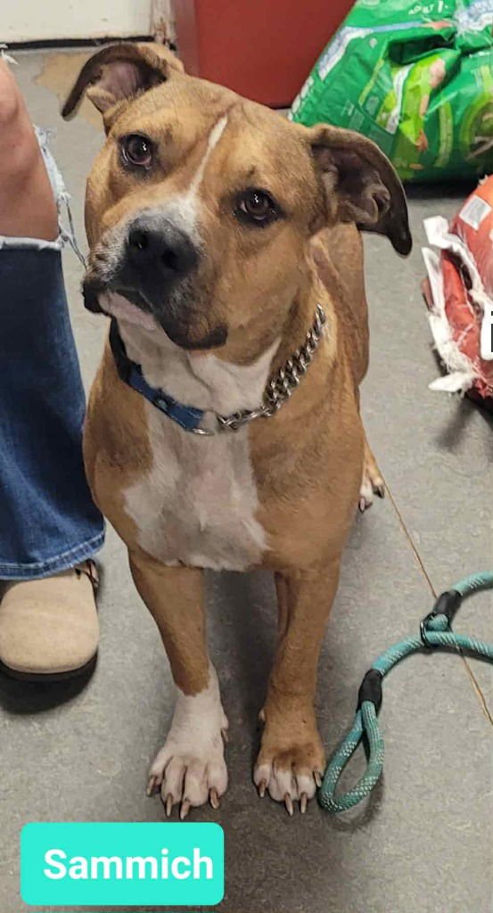 SAMMICH - American Staffordshire Terrier / Boxer available for adoption