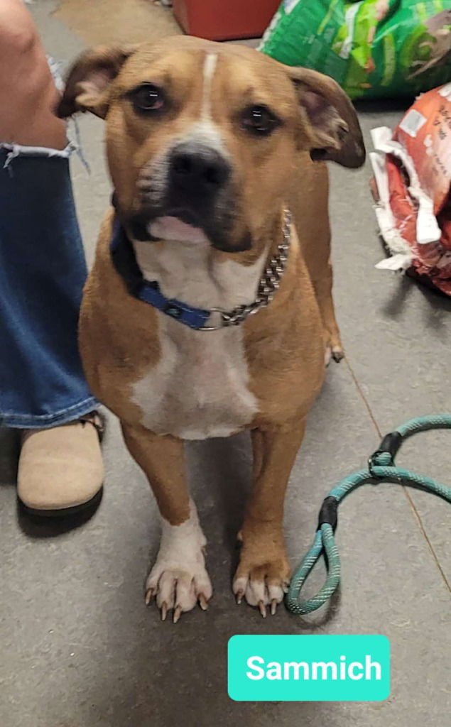SAMMICH - American Staffordshire Terrier / Boxer available for adoption