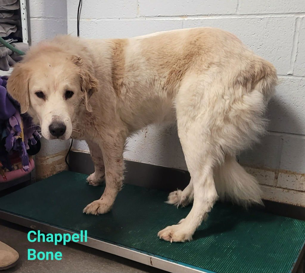 CHAPPELL BONE - Great Pyrenees available for adoption