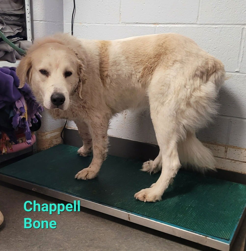 CHAPPELL BONE - Great Pyrenees available for adoption
